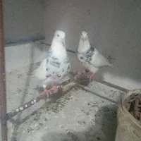 طوقی هفت رنگ