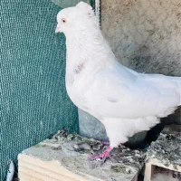 ی کفتر نر