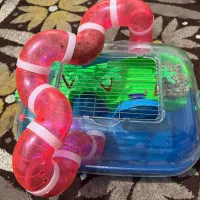 فروش همستر یعنی موش خانگی