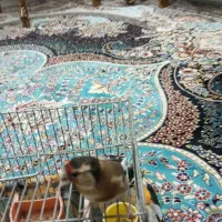 فروش سهره ماده|پرنده|چمستان, |دیوار