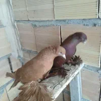 کبوتر ایاخلی