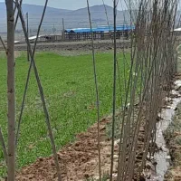 زمین۵۰۰متری در بیلوردی