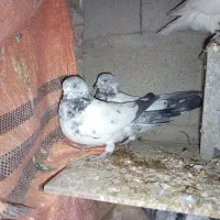 کبوتر پاکستانی