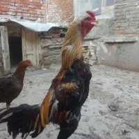 خروس لاری برزیلی