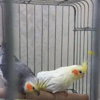 عروس هلندی|پرنده|وحیدیه, |دیوار