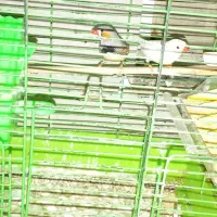 اجفت فنچ زبرا نر وماده سرحال