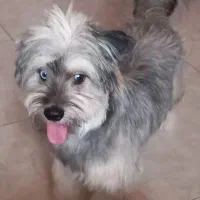 سگ شیتزو تریر|سگ|رشت, شهرک شهید رجایی|دیوار