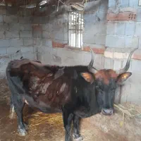 فروش گاو ۸ماه ابستن