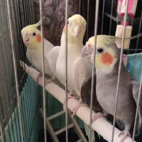 ۳ تا عروس هلندی همراه قفس