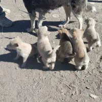 5 عدد توله هاسکی 2 تا نر یک ماده