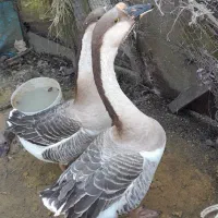 قـوغـاز/نـرومـاده/سـالـم