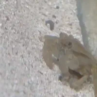 فروش ماهی آکواریومی