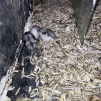 همستر|موش و خرگوش|سروآباد, |دیوار