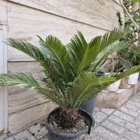 سیکاس ۵ ساله|گل و گیاه طبیعی|تهران, تهرانسر شرقی|دیوار