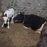 گاو شیرده با گوساله سه راس مالچه