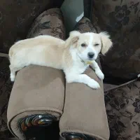 توله سگ اشپیتز