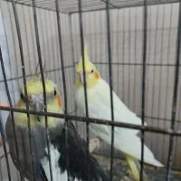 عروس هلندی مولد