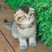 بریتیش سیاه و گلد بلو