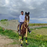 ...|اسب و تجهیزات اسب‌سواری|کاشمر, |دیوار