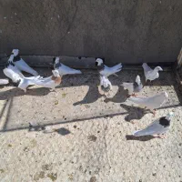 فروش تعدادی طوقی پالخت|پرنده|رودشت (اصفهان), |دیوار