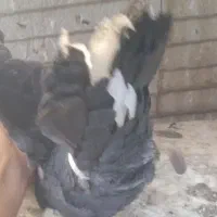 کبوتر اشعل کاشانی سیاه و سرخ|پرنده|بندر ماهشهر, |دیوار