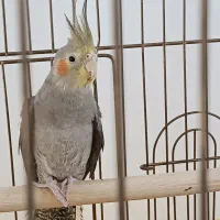 عروس هلندی سینامون|پرنده|محمدیه-قزوین, |دیوار