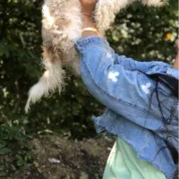 سگ گمشده|حیوانات|مشهد, رسالت|دیوار