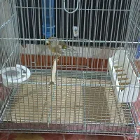 یک عددسهره قناری یک عددقناری