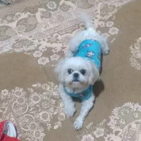 شیتزو فلت اصل مینیاتوری سایز ریز