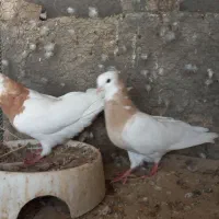 ۲ جفت کبوتر جهت معاوضه با سربری