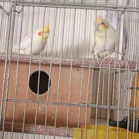 تعدادی پرنده زینتی مولد|پرنده|باسمنج, |دیوار