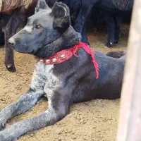 توله لاس|سگ|چادگان, |دیوار