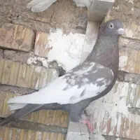 کبوتر یا کفتر