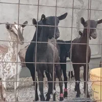 بز مورسیا صدرصد خالص