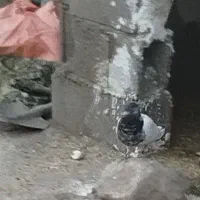 کبوتر گم شده در روستای چهر