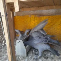 کبوتر پلاکی