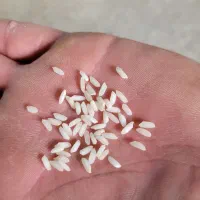 برنج عنبربو اعلا اعلا