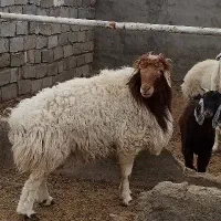 یک عدد بره و یک بزغاله|حیوانات مزرعه|قائن, |دیوار