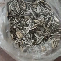 تخمه|عمده‌فروشی|انگوران, |دیوار