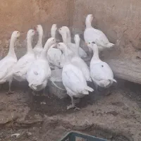 ۹ عدد غاز یکساله|حیوانات مزرعه|اسدآباد, |دیوار