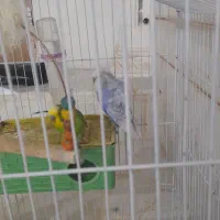 مرغ|حیوانات|نی‌ریز, |دیوار