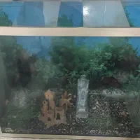 آکفریوم به فروش میرسد