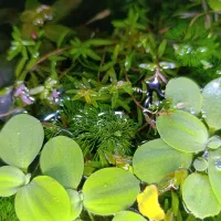 فروش گیاه آکواریومی مقاوم، مخصوص آکواریوم خانگی|ماهی|شیراز, شیخ روزبهان|دیوار