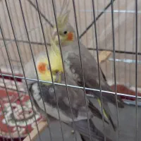 عروس هلندی جفت|پرنده|حمیدیه, |دیوار