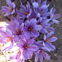 گل زعفران سرایان