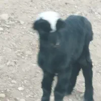 منطقه روستای ابوالمهدی بخش پاسارگاد