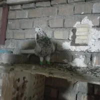 کبوتر کوهی دم سفید