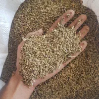بذر لبو بیجو