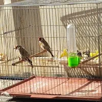 جوجه سره سوا شده ب شرط|پرنده|قرچک, شهرک صنعتی قرچک|دیوار