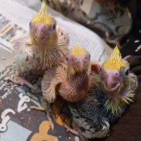 پرنده عروس نر وماده|پرنده|رشت, کوی مهر|دیوار